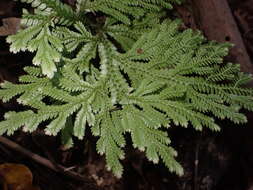 Image of Selaginella hordeiformis Bak.