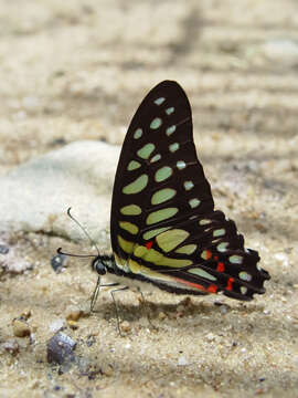 Image de Graphium arycles (Boisduval 1836)