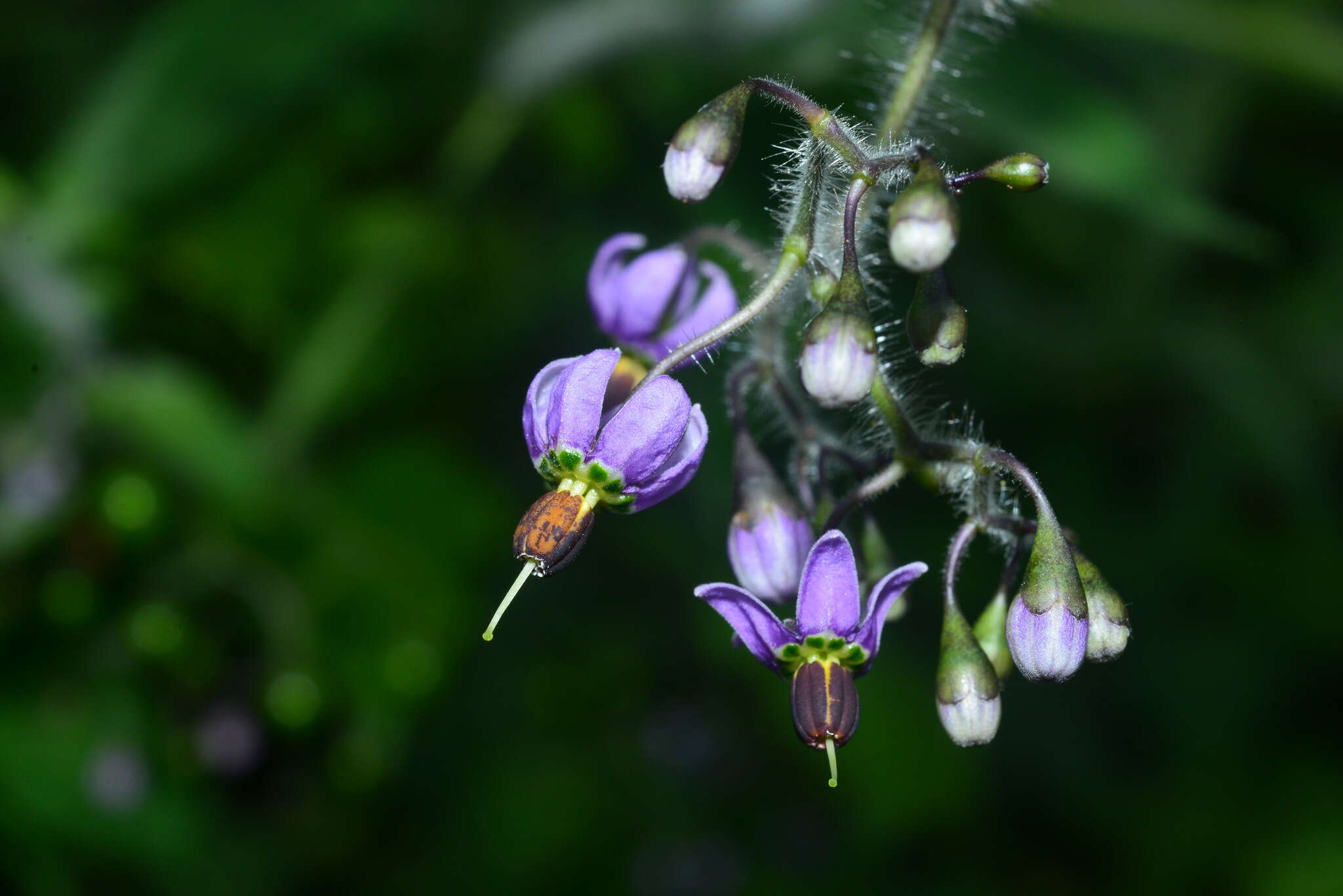 Image of Solanum lyratum Thunb.