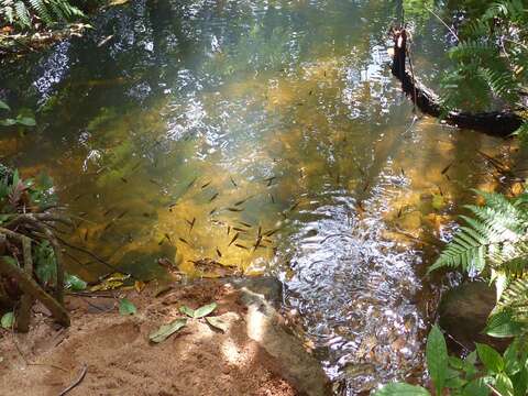 Image of Broad striped rasbora