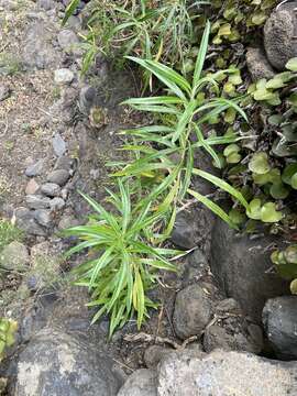 صورة Carlina falcata Svent.