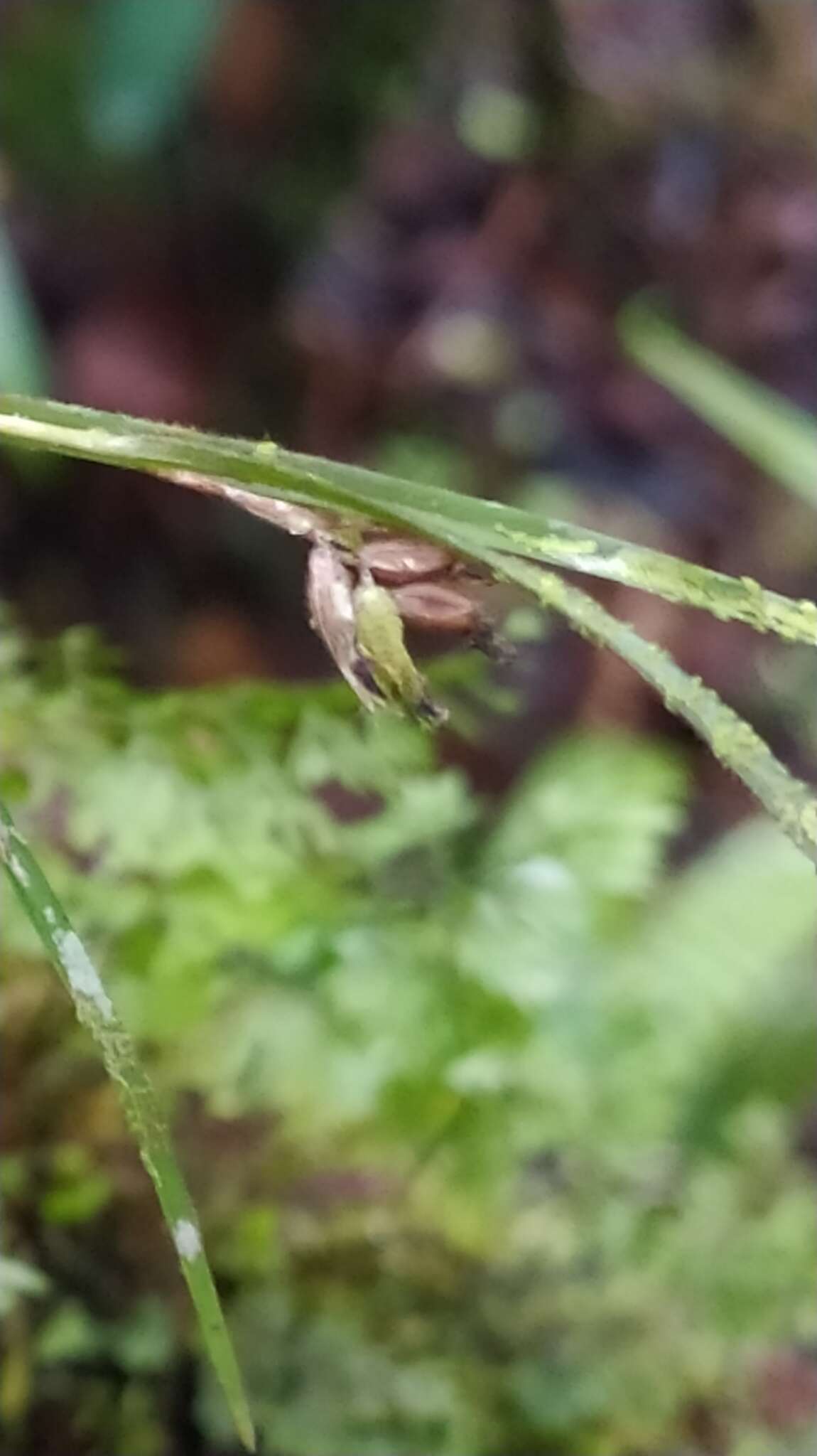 Imagem de Elleanthus graminifolius (Barb. Rodr.) Løjtnant