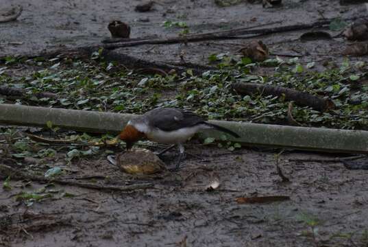 Image of Red-crested Cardinal