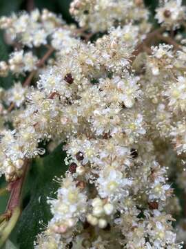 Plancia ëd Holodiscus discolor var. discolor