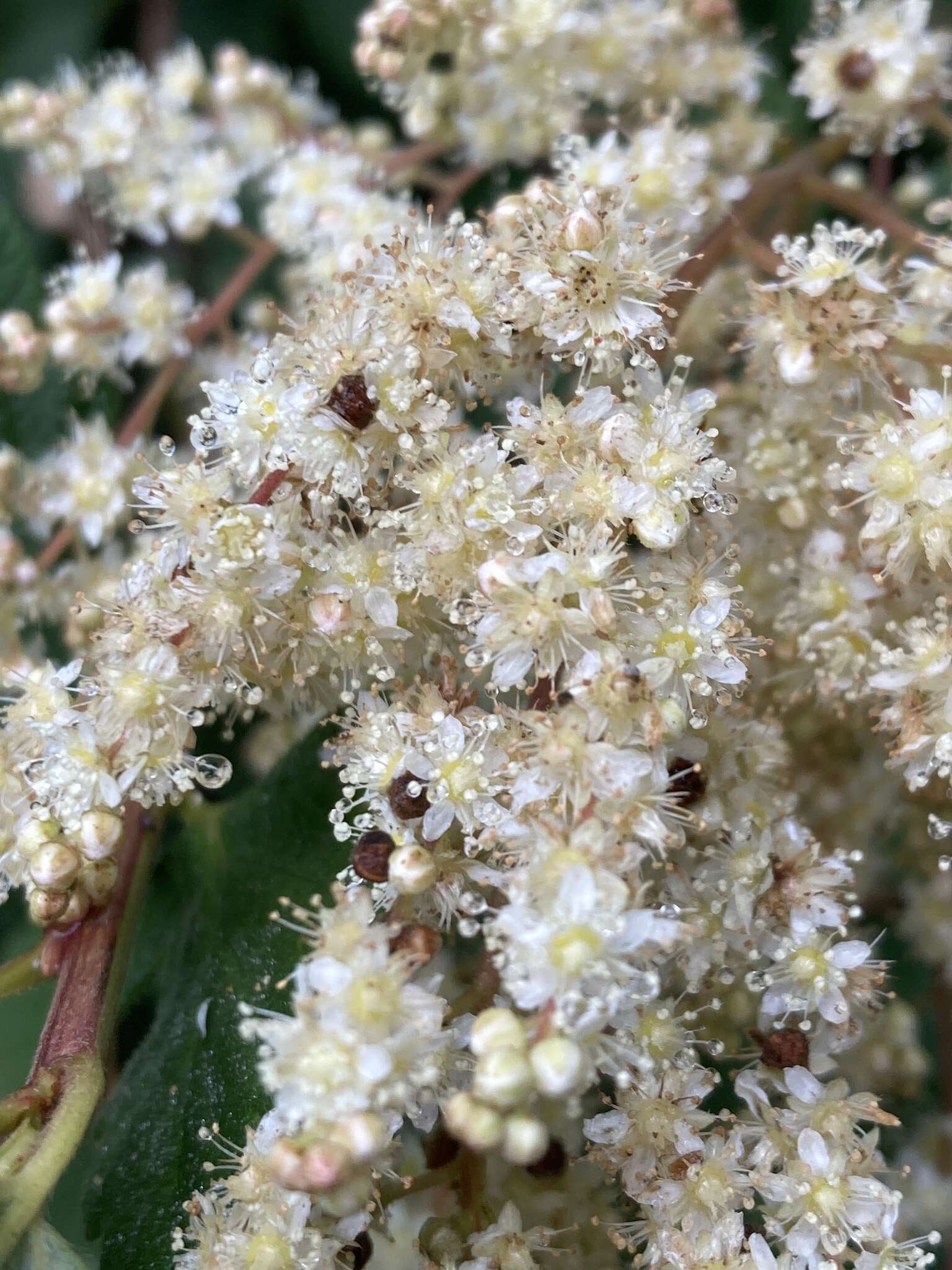 Imagem de Holodiscus discolor var. discolor