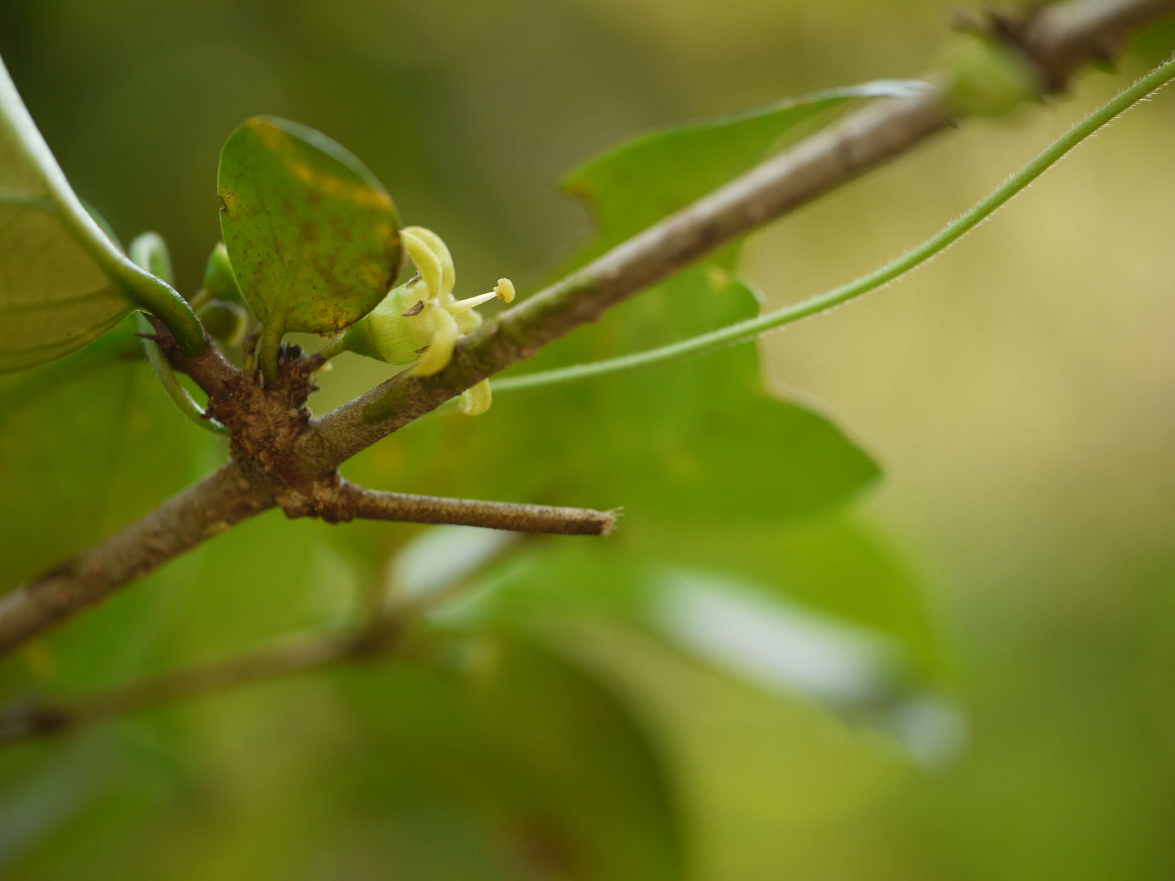 Image of Canthium angustifolium Roxb.