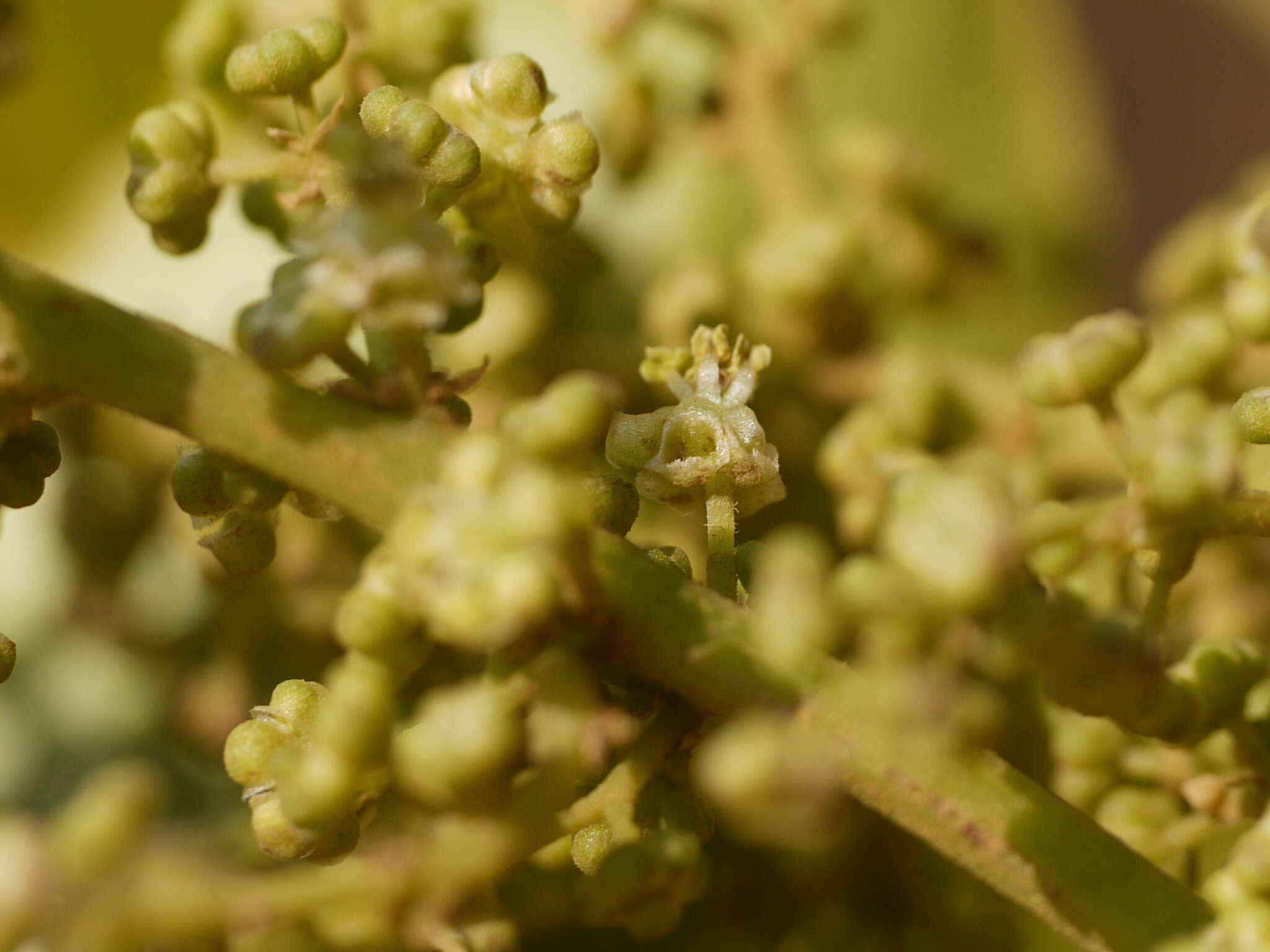 Image de Melicope lunu-ankenda (Gaertn.) T. G. Hartley