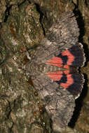 Image of red underwing