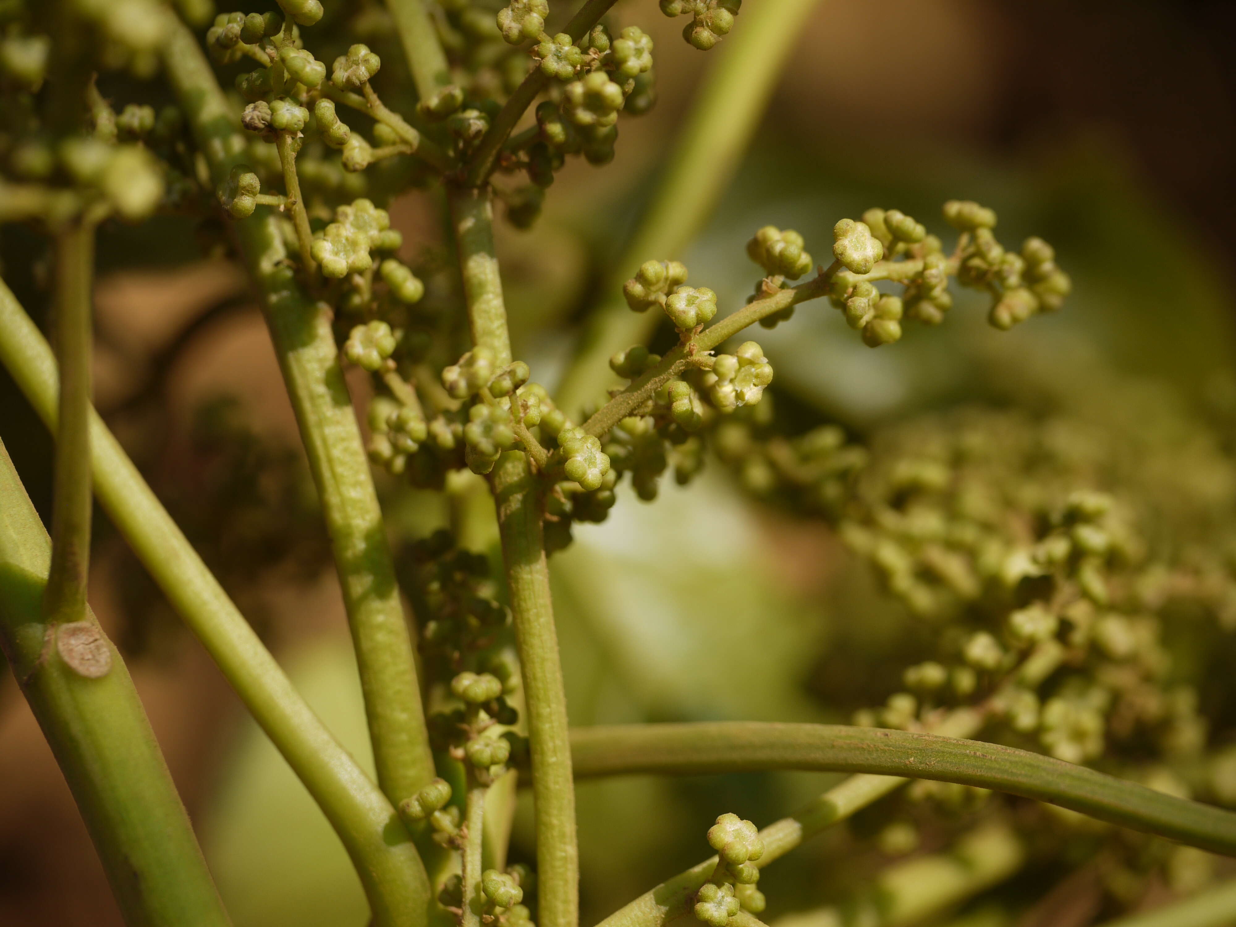 Image de Melicope lunu-ankenda (Gaertn.) T. G. Hartley