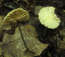 Imagem de Marasmius delectans Morgan 1905