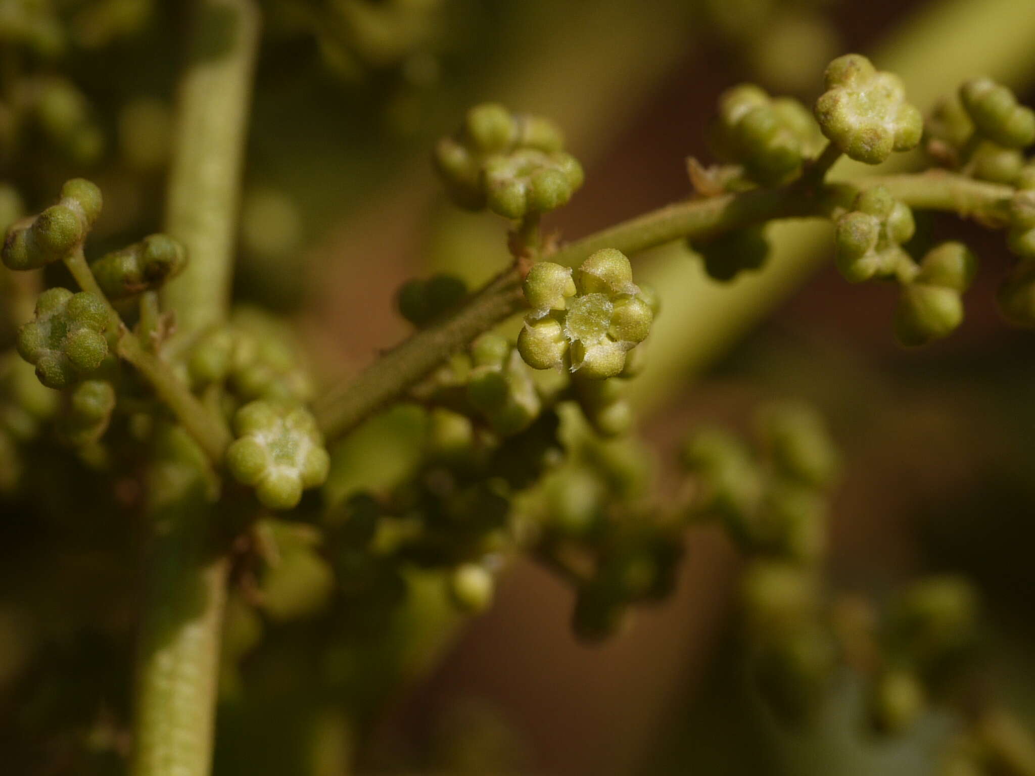 Image de Melicope lunu-ankenda (Gaertn.) T. G. Hartley