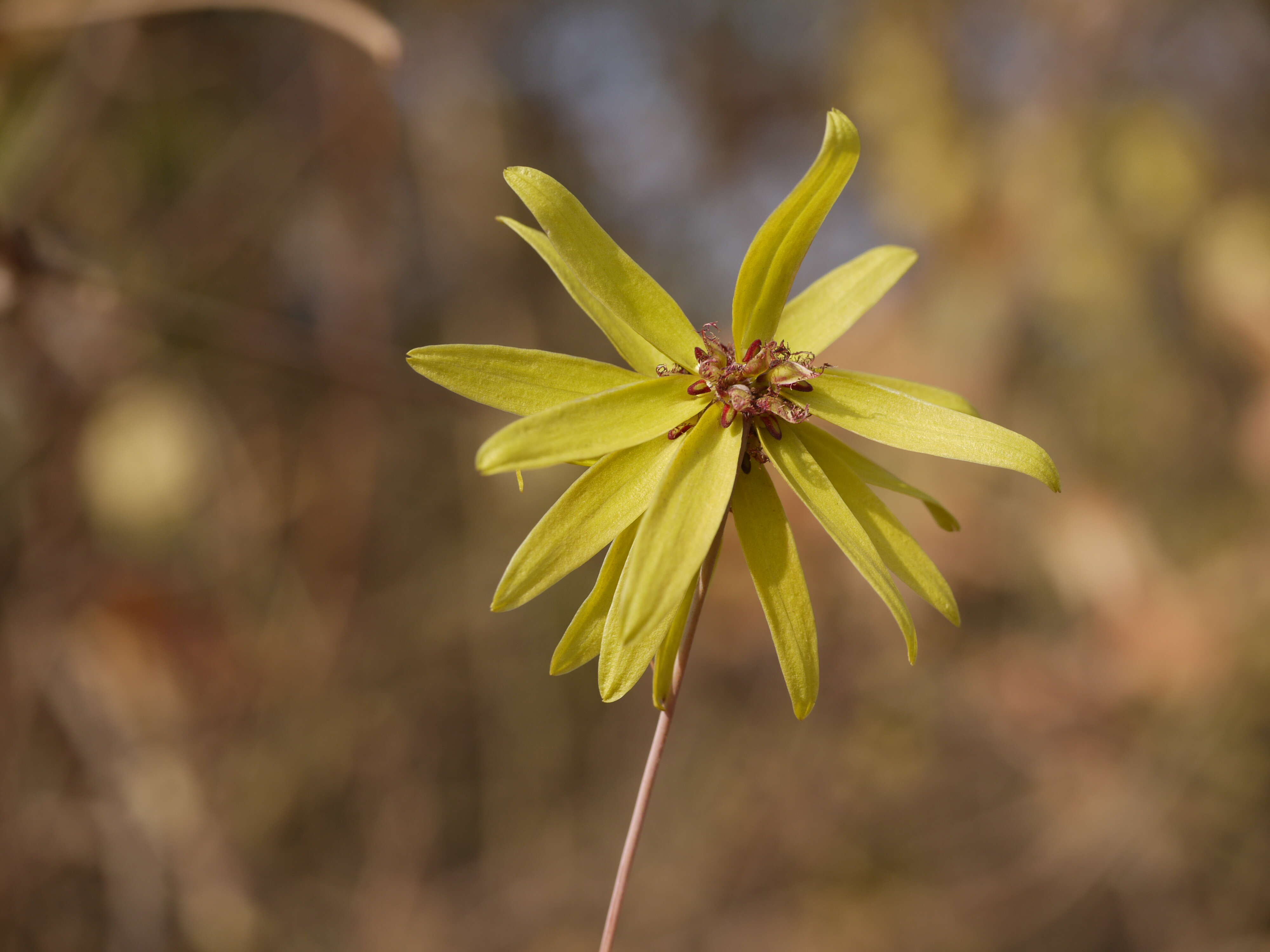 صورة Bulbophyllum fimbriatum (Lindl.) Rchb. fil.