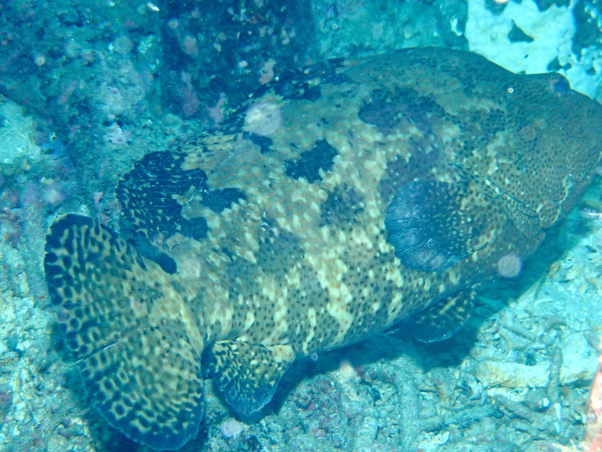 Imagem de Epinephelus fuscoguttatus (Forsskål 1775)