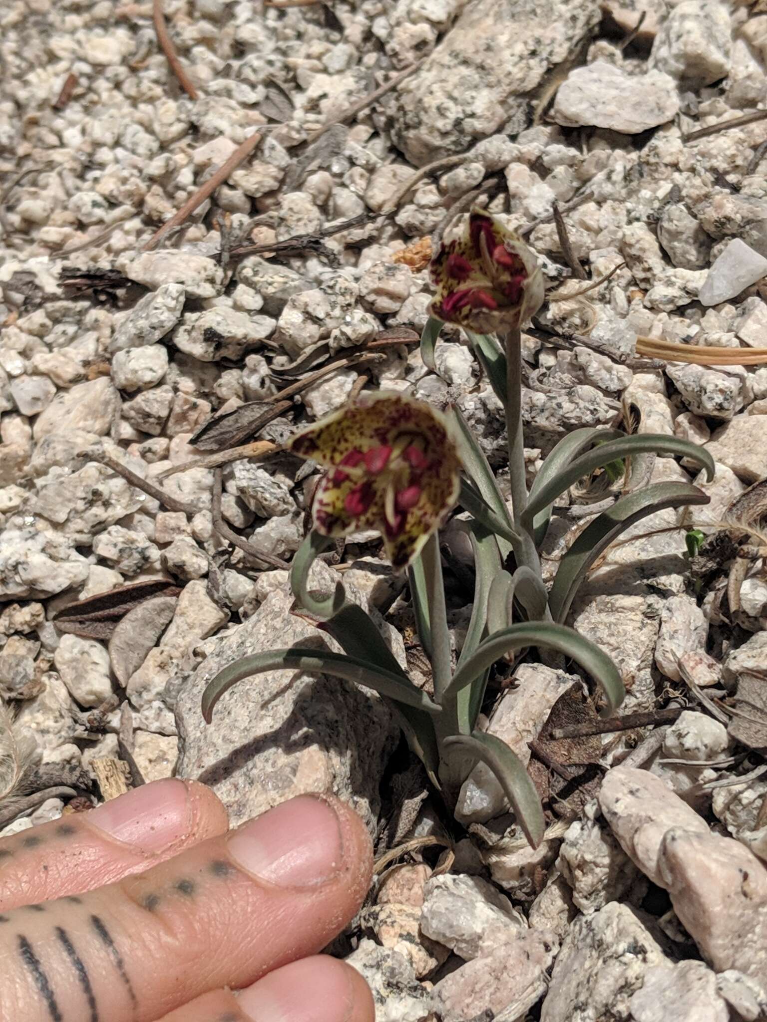 Image of Davidson's fritillary