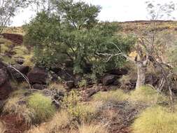 Image de Terminalia supranitifolia N. B. Byrnes