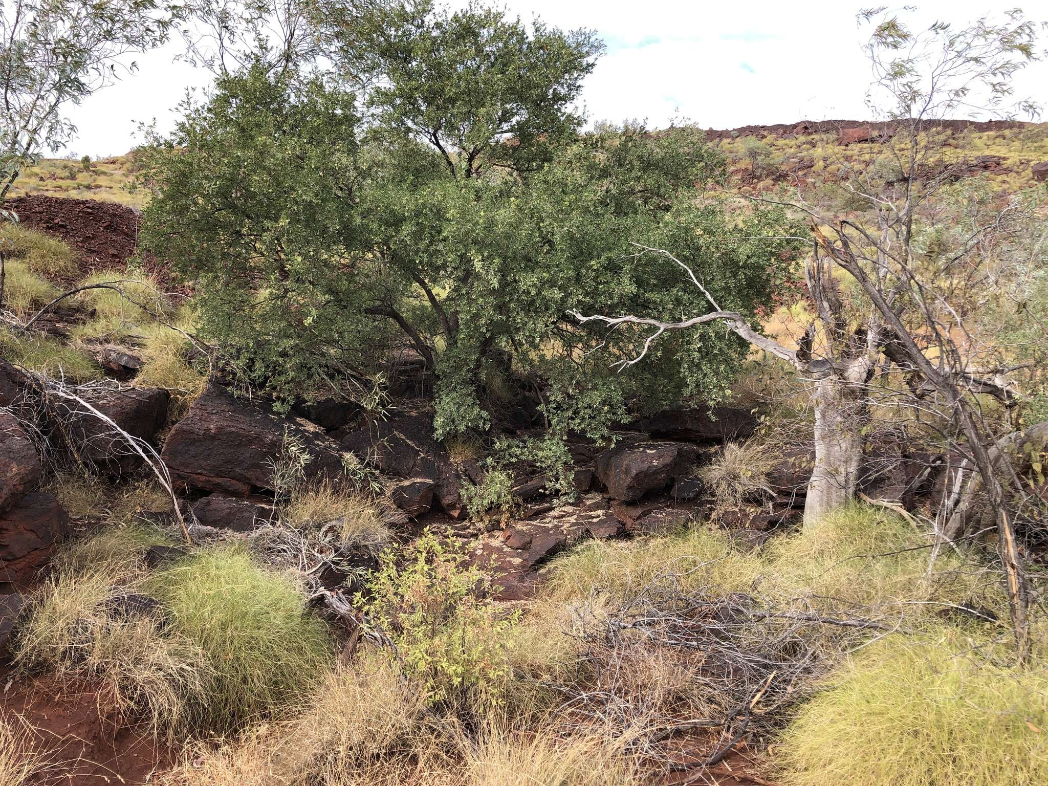 Image de Terminalia supranitifolia N. B. Byrnes