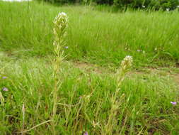 Image of attenuate Indian paintbrush