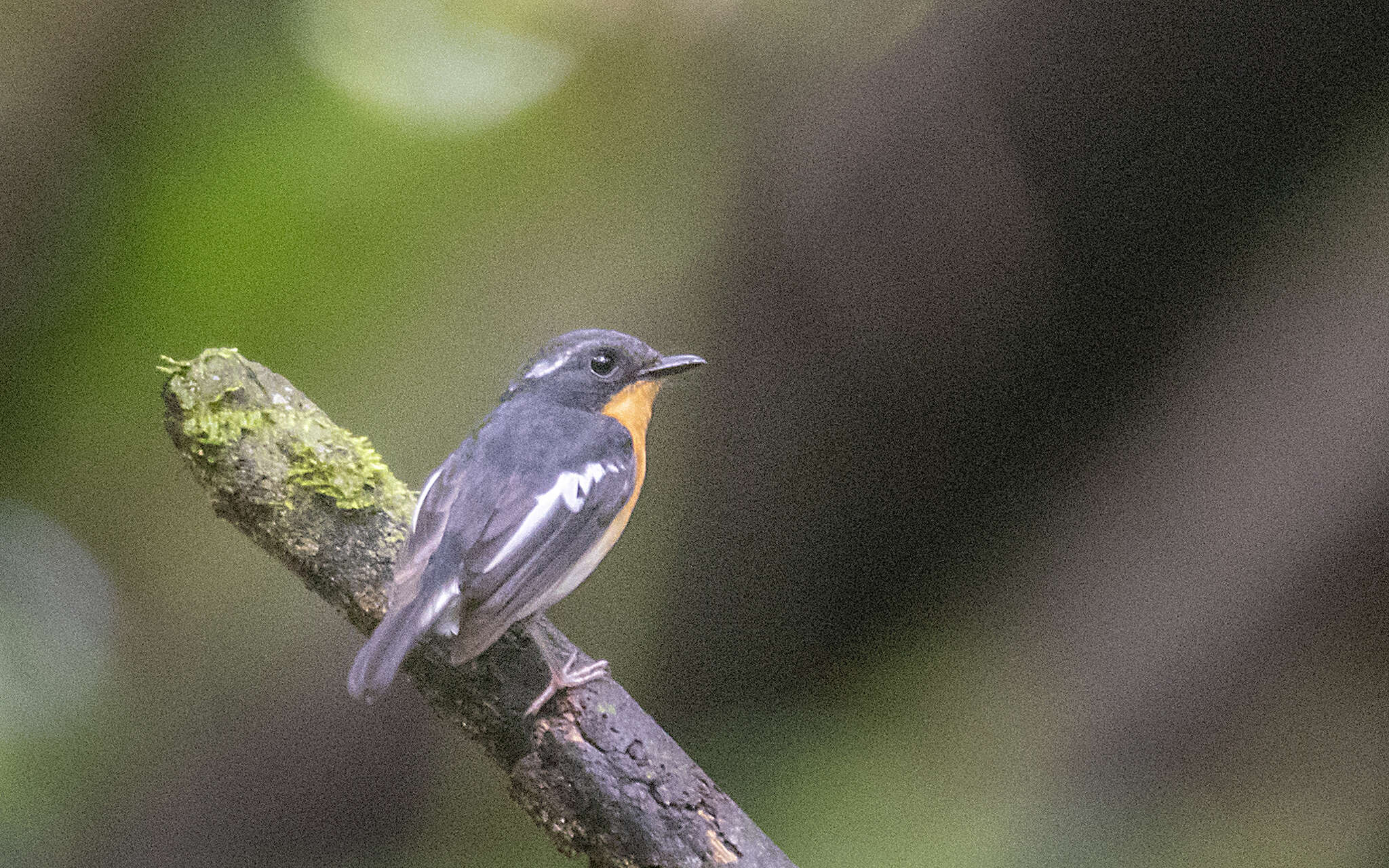 Image of Rufous-chested Flycatcher