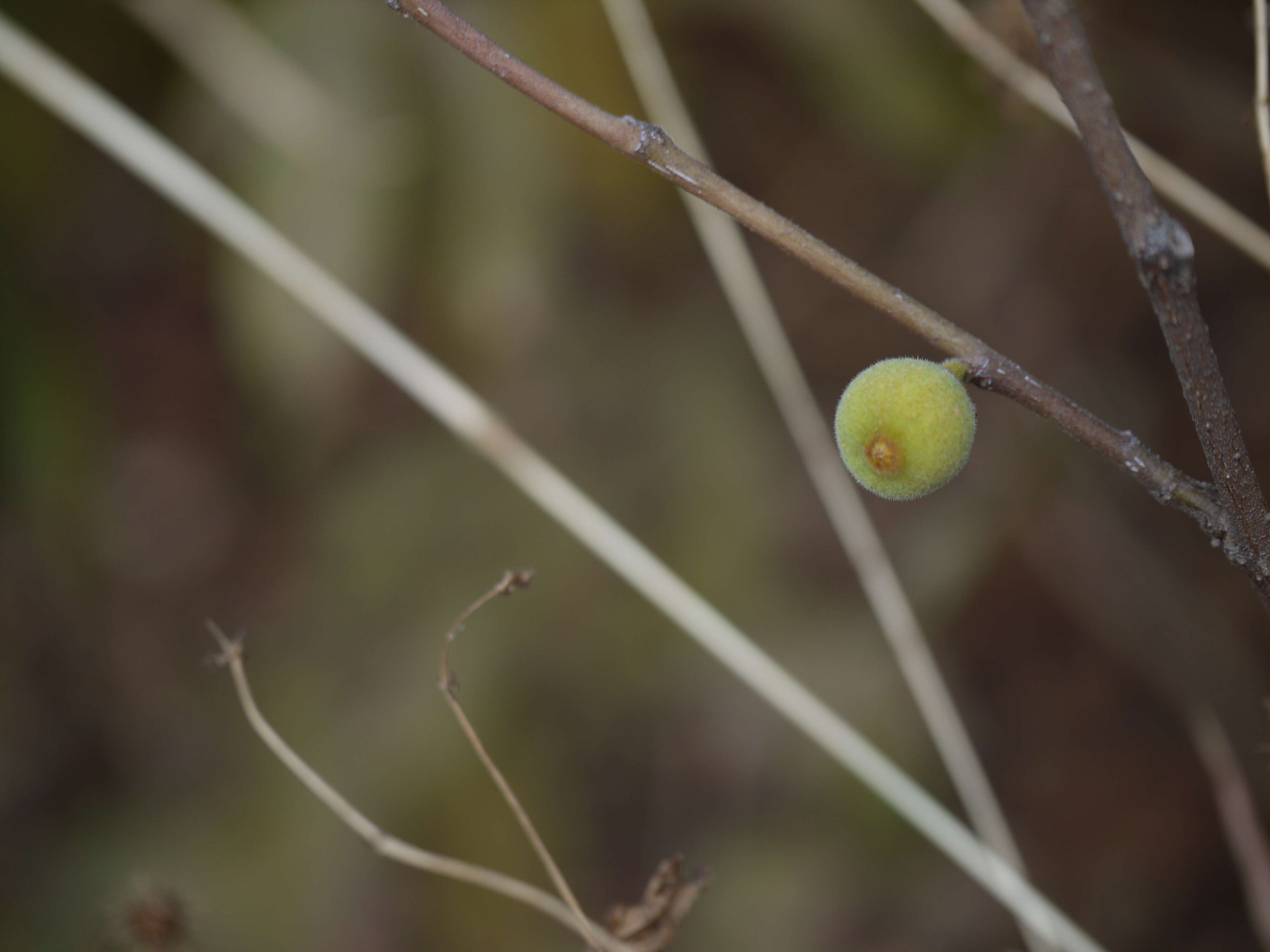 Ficus exasperata Vahl的圖片