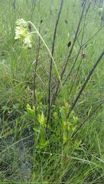 Image of Large-Flower Milkweed