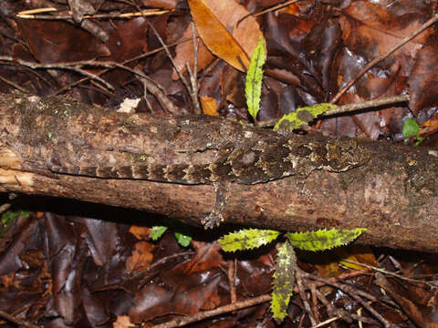 Image of Mokopirirakau