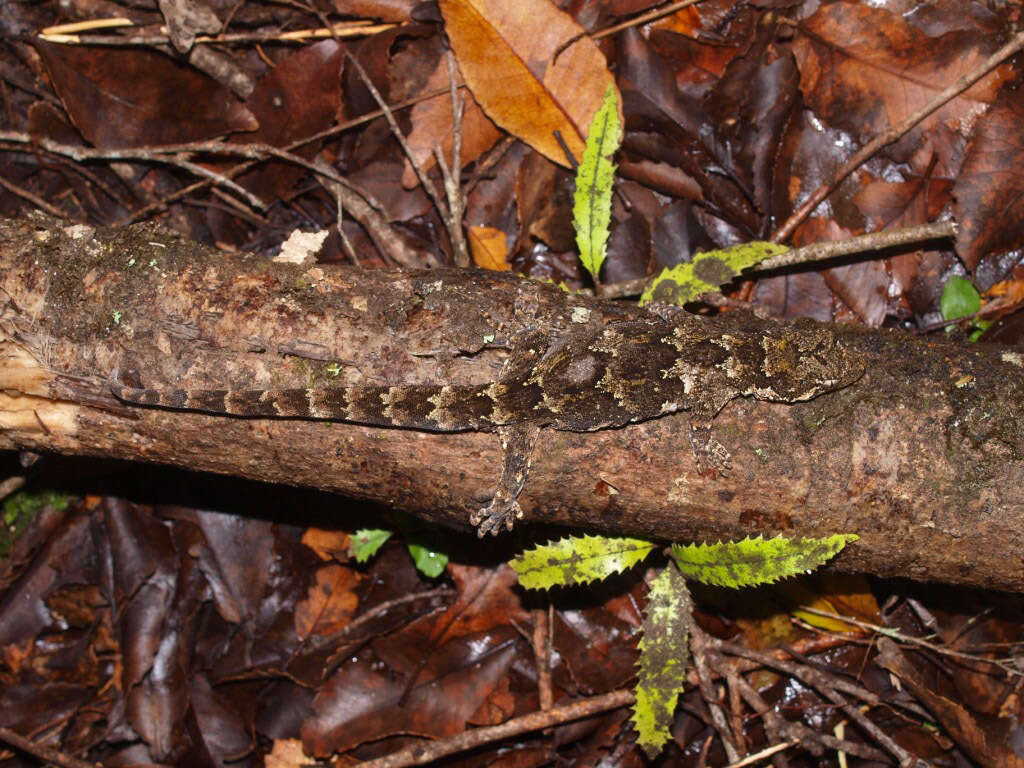 Image of Mokopirirakau