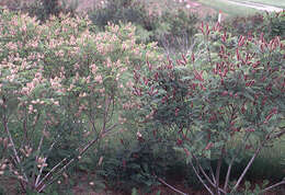 Image of desert false indigo