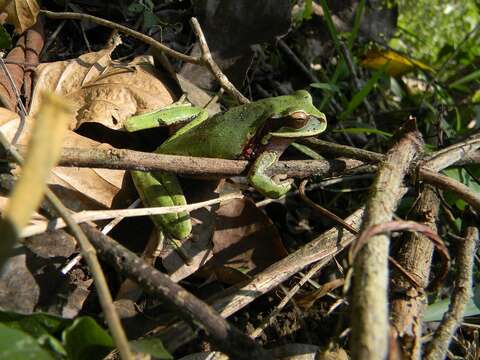 Image of Blue-spotted Mexican Treefrog