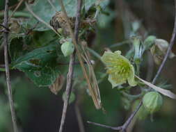 Imagem de Clematis orientalis L.