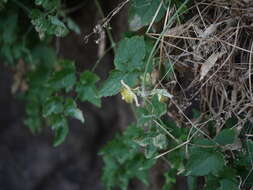 Imagem de Clematis orientalis L.