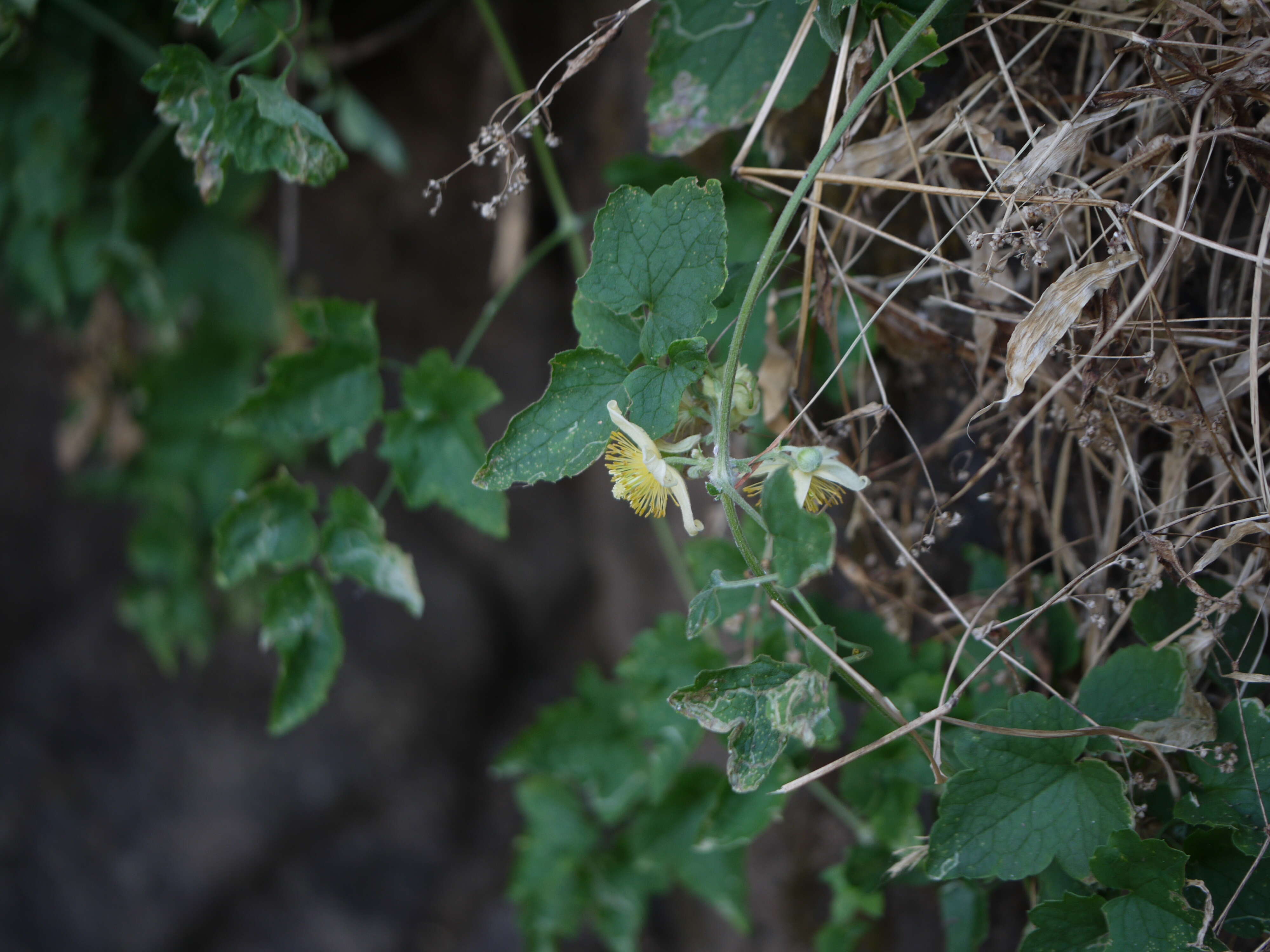 Imagem de Clematis orientalis L.