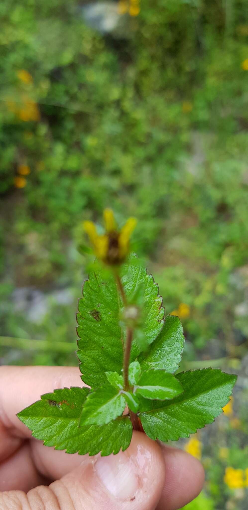 Image of Bidens bicolor Greenm.