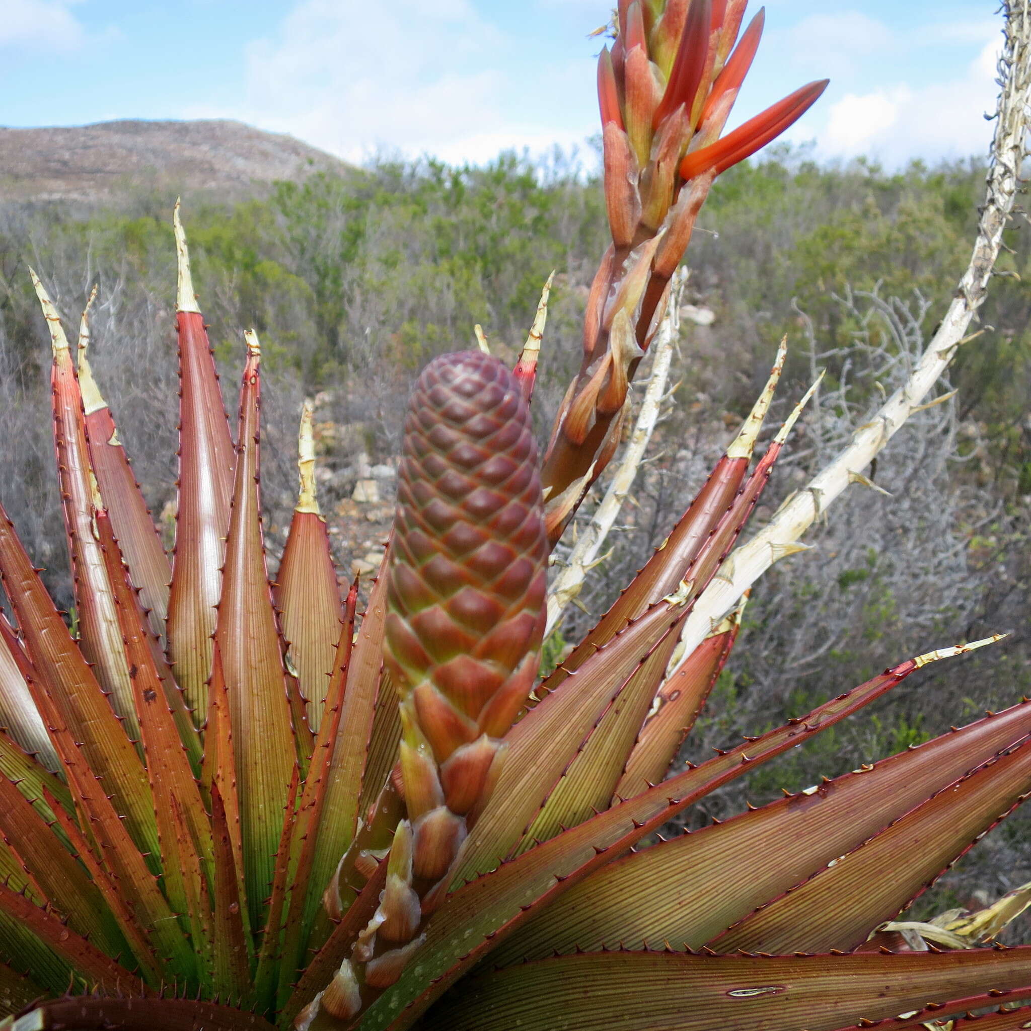 Imagem de Aloe lineata var. muirii (Marloth) Reynolds