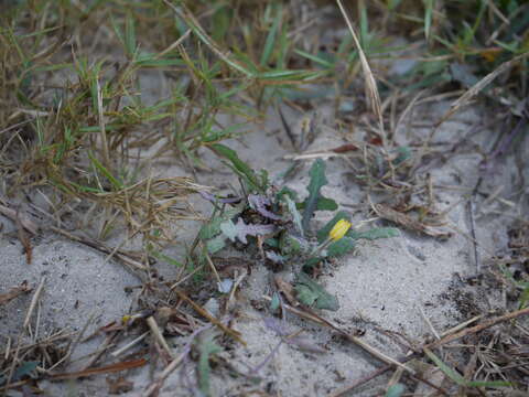 Image of Launaea sarmentosa (Willd.) Sch. Bip. ex Kuntze