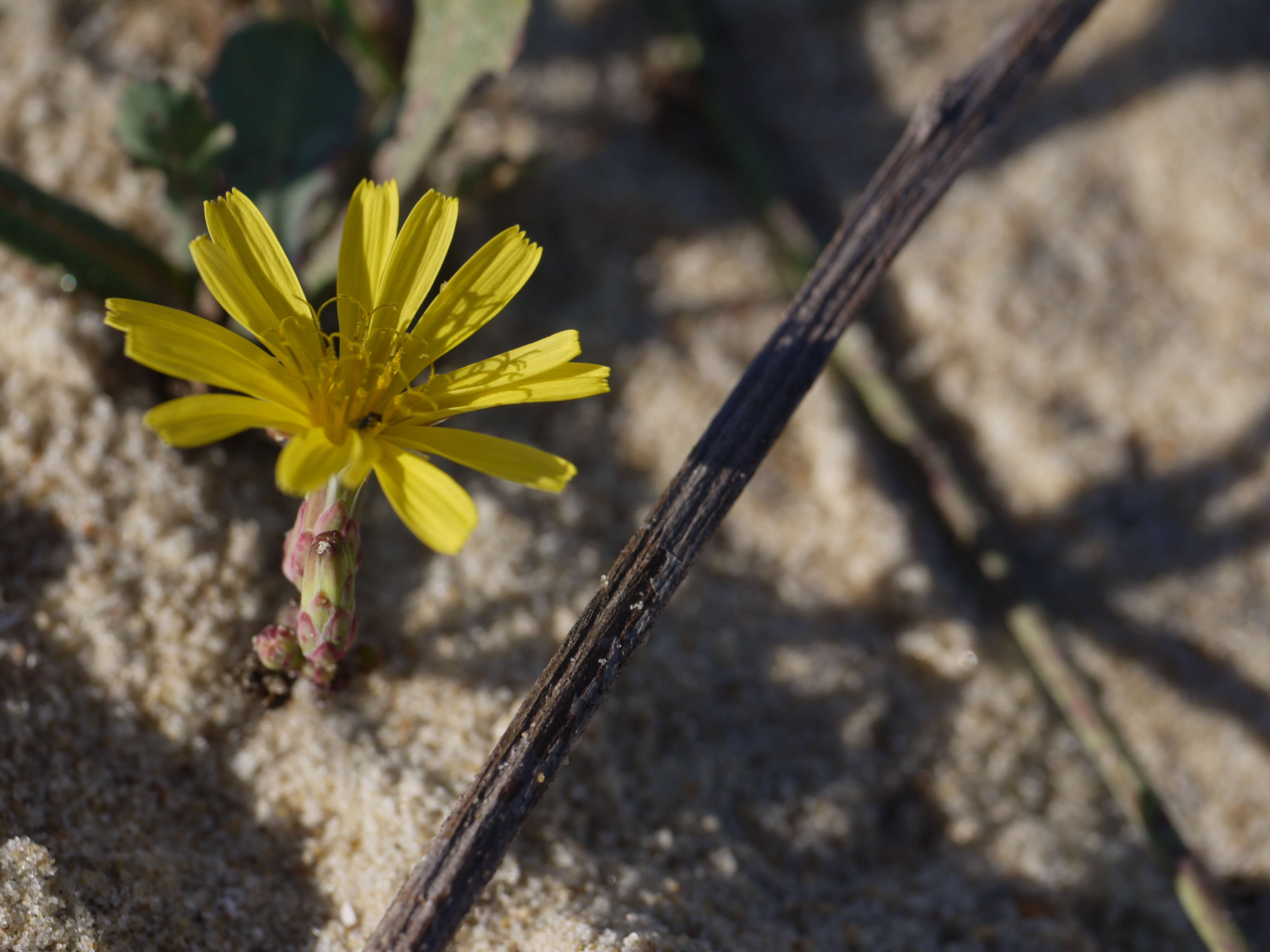 Image of Launaea sarmentosa (Willd.) Sch. Bip. ex Kuntze