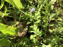 Image of Delphinium anthriscifolium Hance