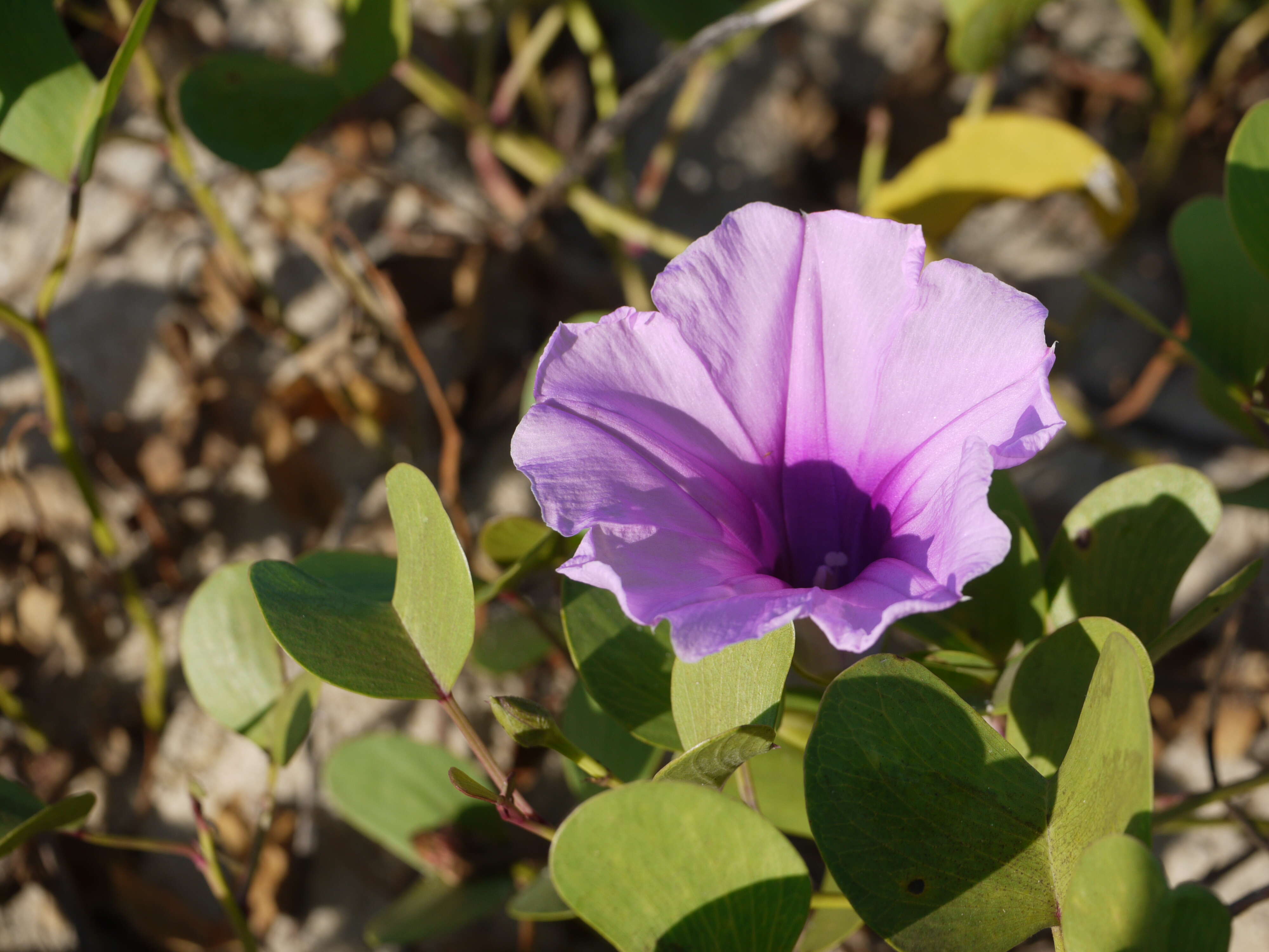 Ipomoea pes-caprae (L.) R. Brown resmi