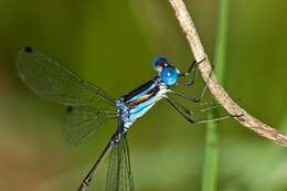 Слика од Lestes tenuatus Rambur 1842