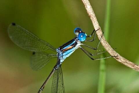 Слика од Lestes tenuatus Rambur 1842