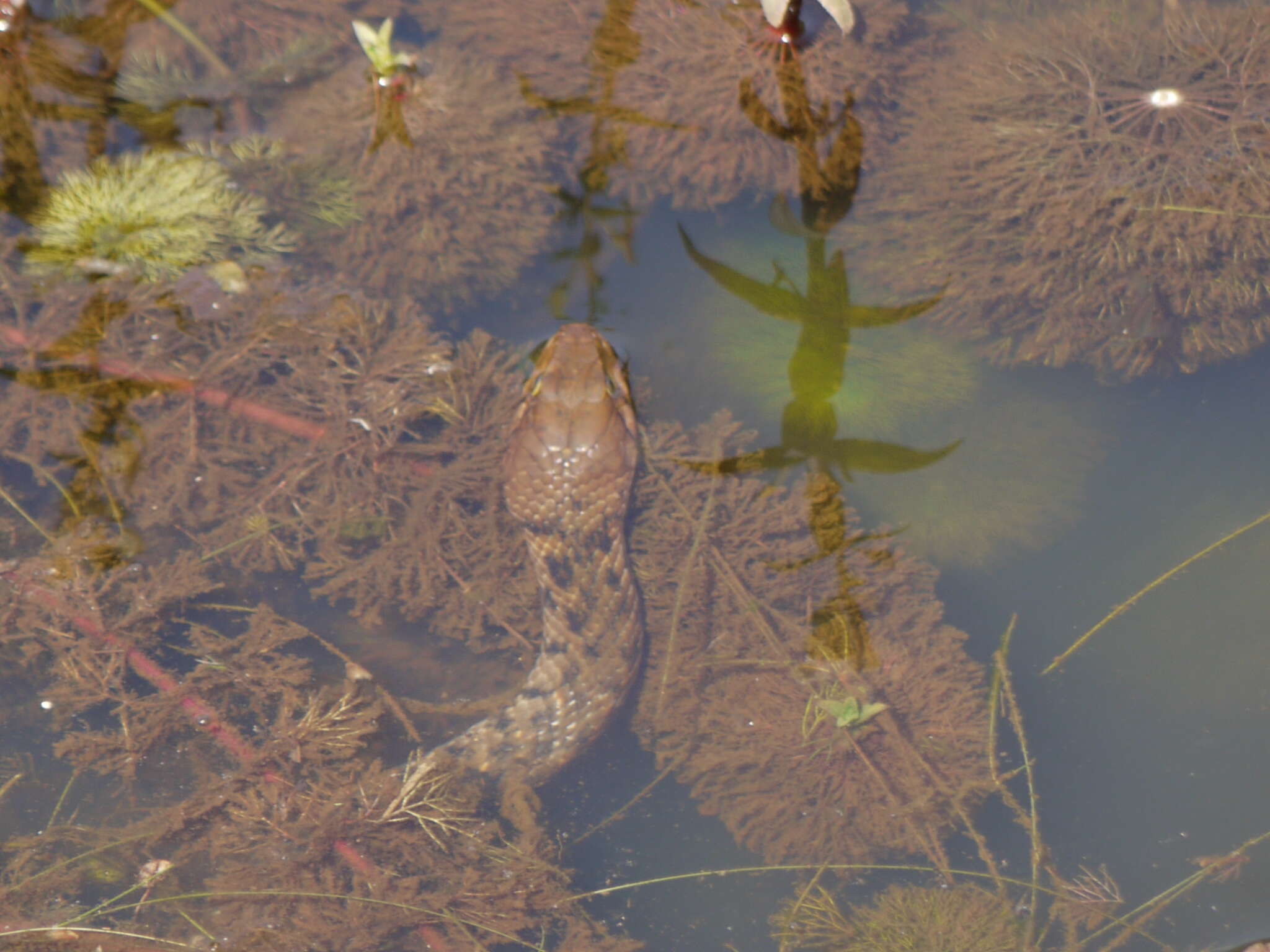 Image of Checkered Keelback Snake