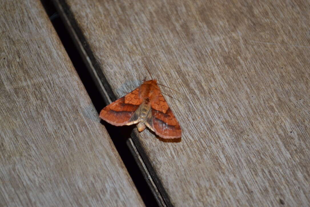 Image of Purple-Lined Sallow