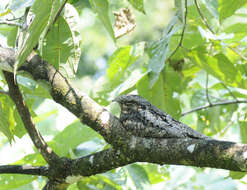 Image of Grey Nightjar