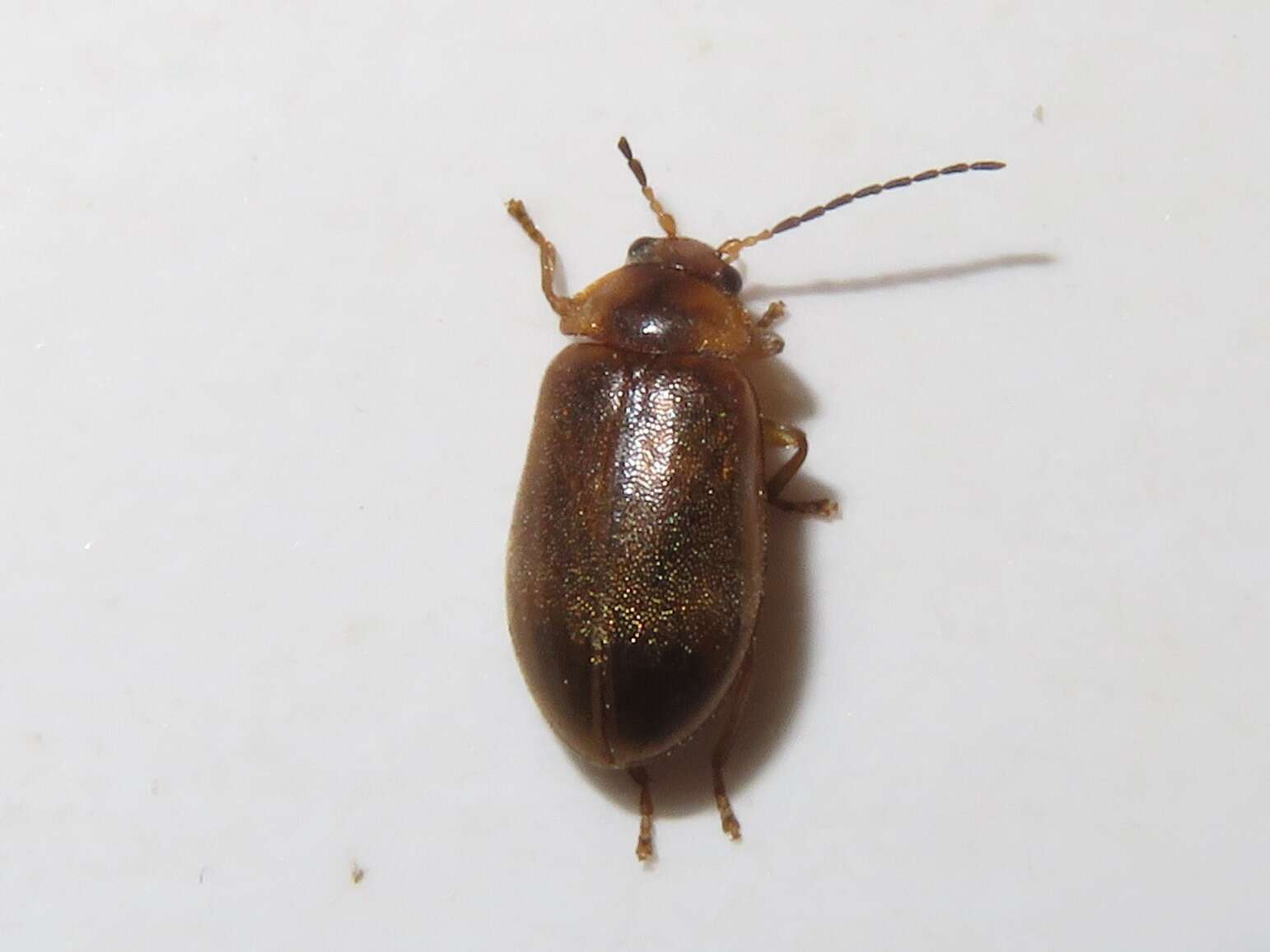 Image of Microcara testacea (Linnaeus 1767)