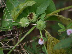 Image of false ironwort