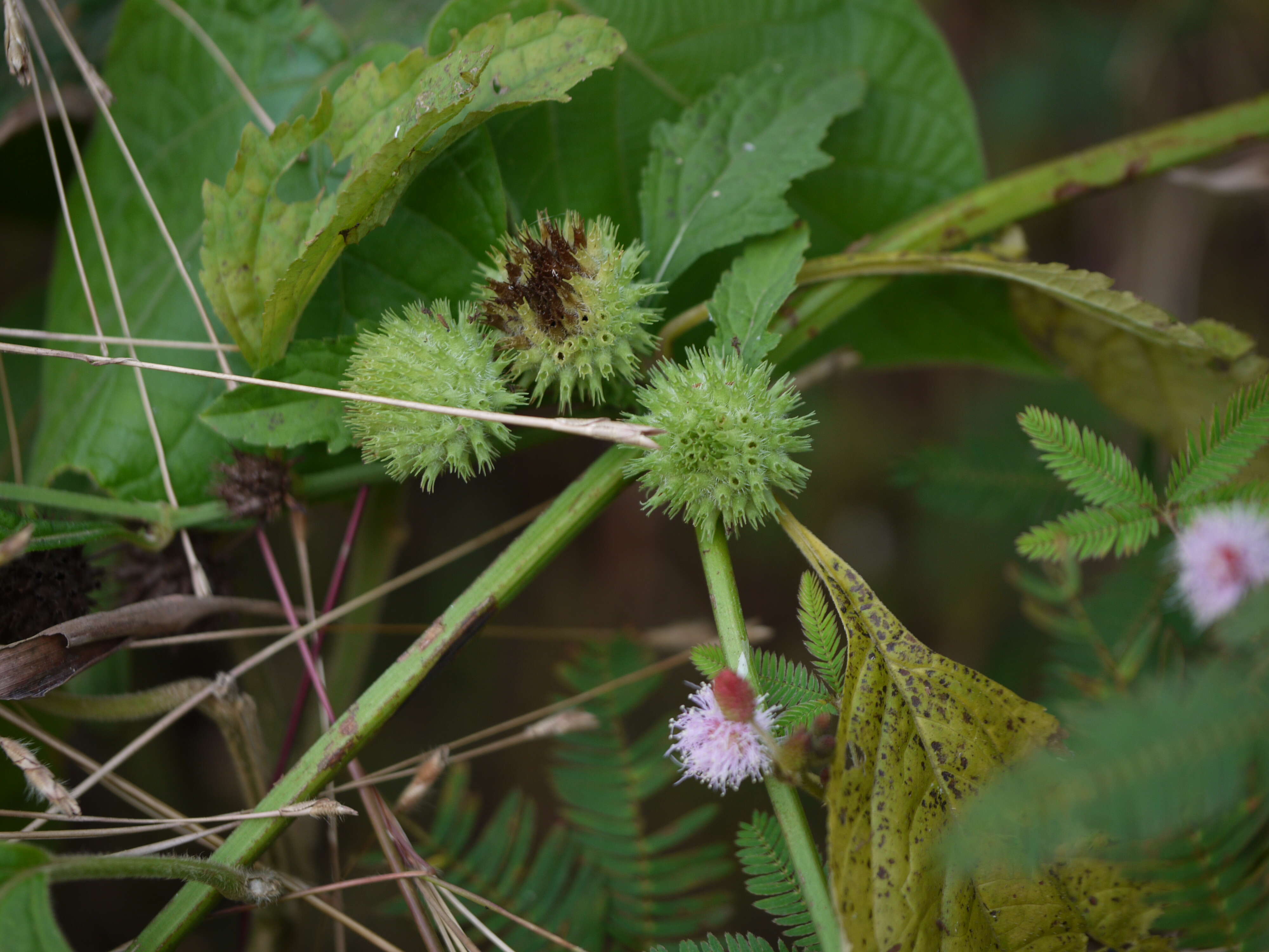 Imagem de Hyptis capitata Jacq.