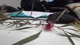 Image of Pincushion hakea