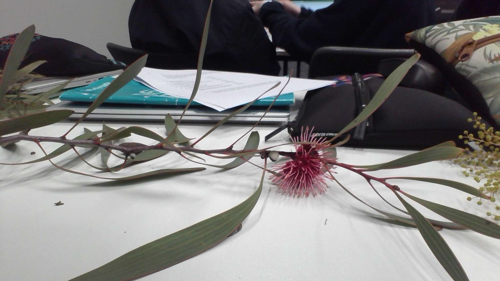 Image of Pincushion hakea