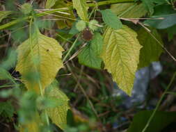 Imagem de Hyptis capitata Jacq.