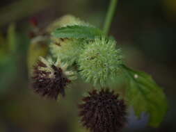 Image of false ironwort