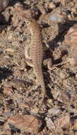Image of Spotted Sand Lizard